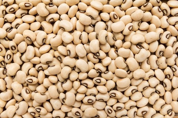 Cowpea