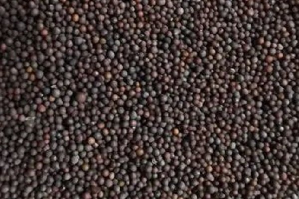 Mustard Seeds