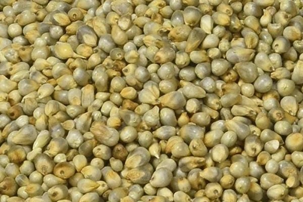 Pearl Millet