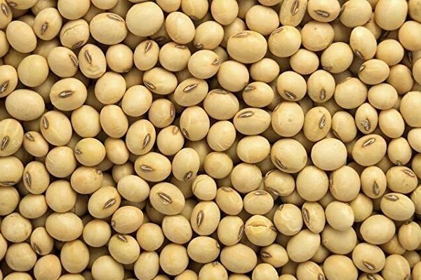 Soybean