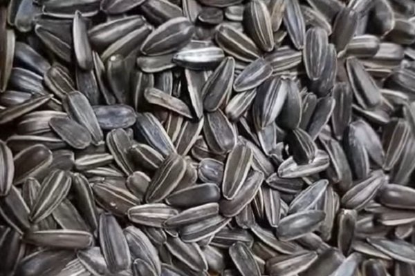 Sunflower Seeds