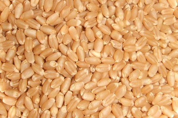 Wheat